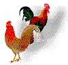 cocks.gif (4965 bytes)